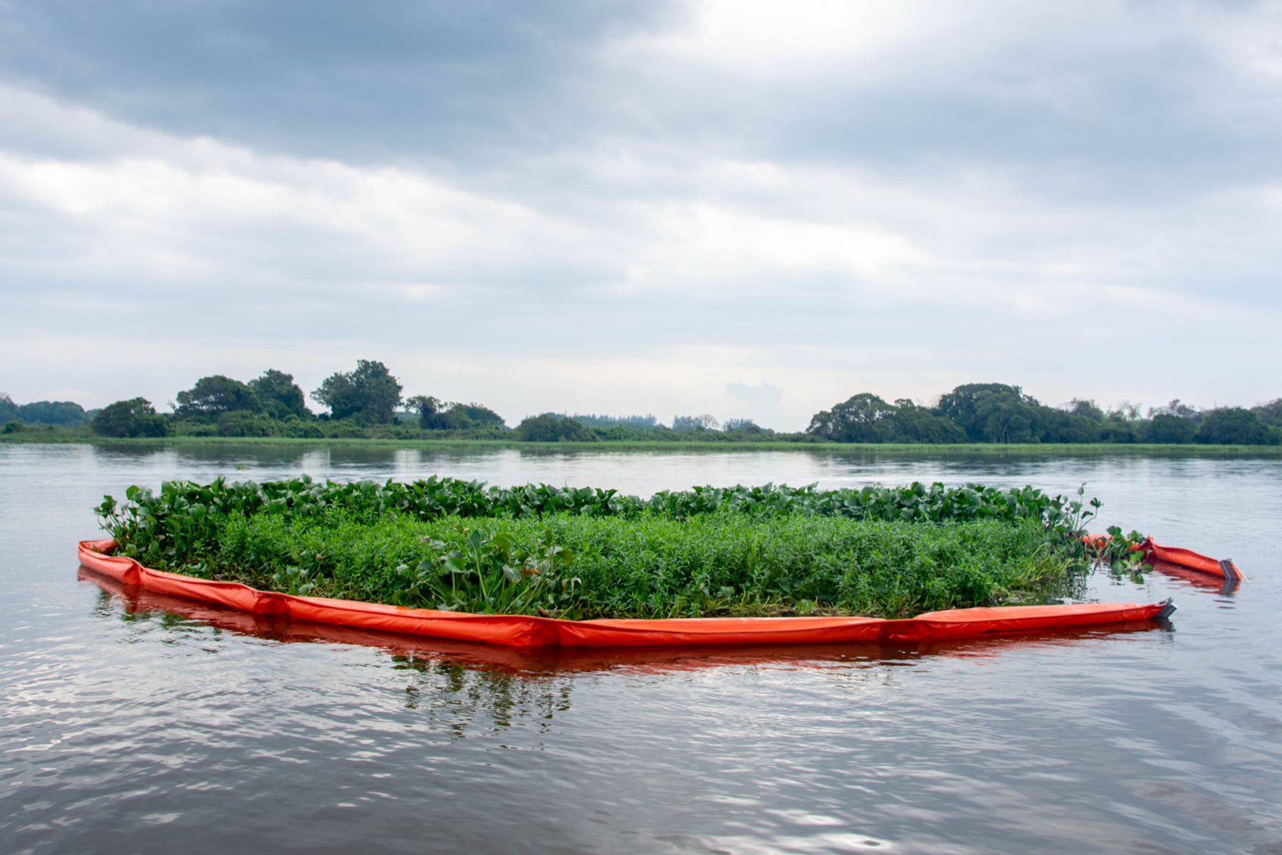 Barrera de contención flotante GMM rodeando vegetación en una laguna